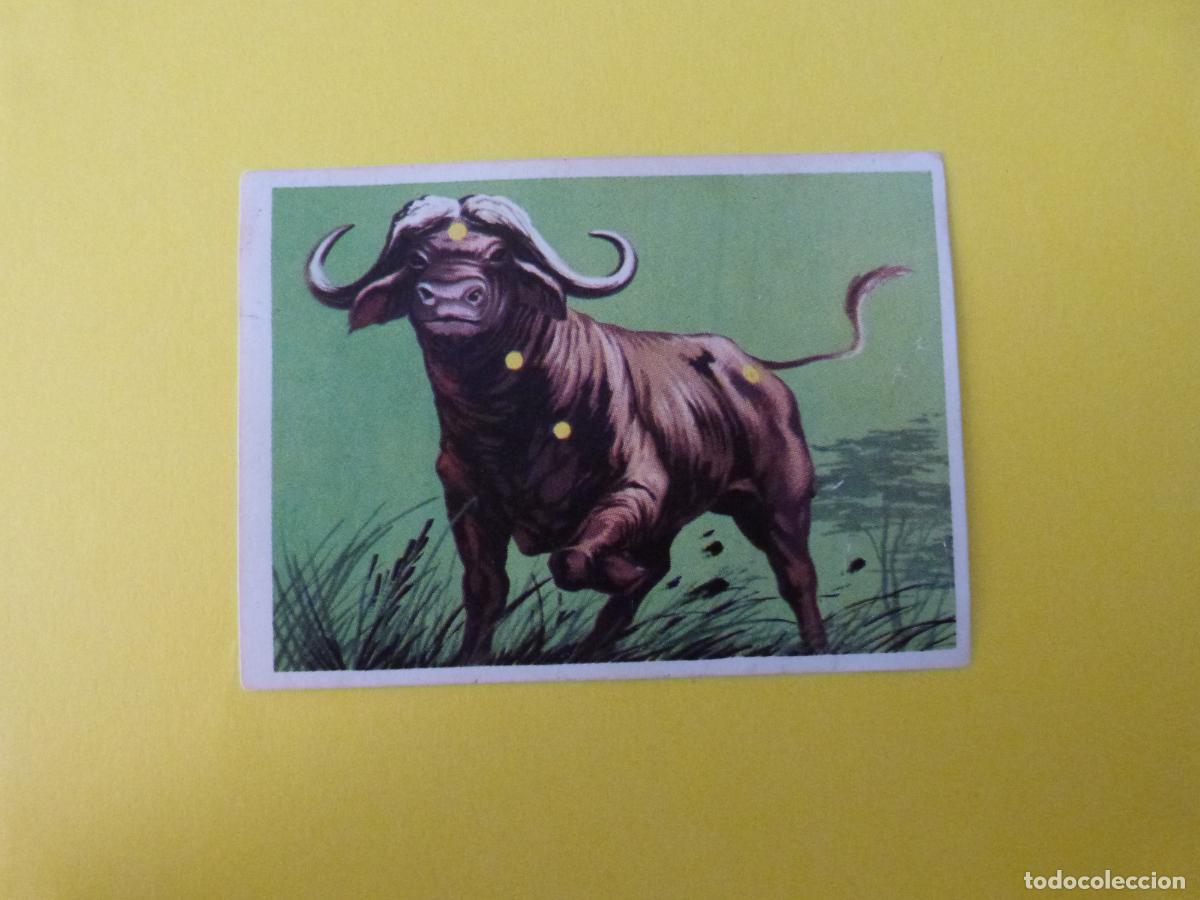 Coleccionismo cromos antiguos: CROMO CAZA MAYOR DESPEGADO N&ordm; 23 A&Ntilde;O 1962 ALBUM CAZA MAYOR CHOCOLATES KITIN NOGUEROLES