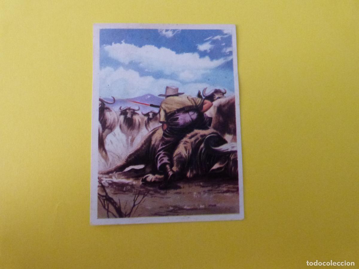 Coleccionismo cromos antiguos: CROMO CAZA MAYOR DESPEGADO N&ordm; 28 A&Ntilde;O 1962 ALBUM CAZA MAYOR CHOCOLATES KITIN NOGUEROLES