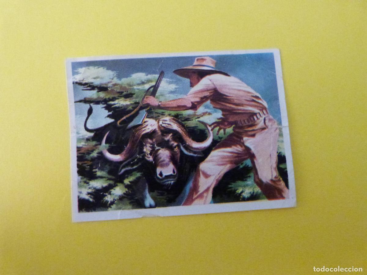 Coleccionismo cromos antiguos: CROMO CAZA MAYOR DESPEGADO N&ordm; 29 A&Ntilde;O 1962 ALBUM CAZA MAYOR CHOCOLATES KITIN NOGUEROLES