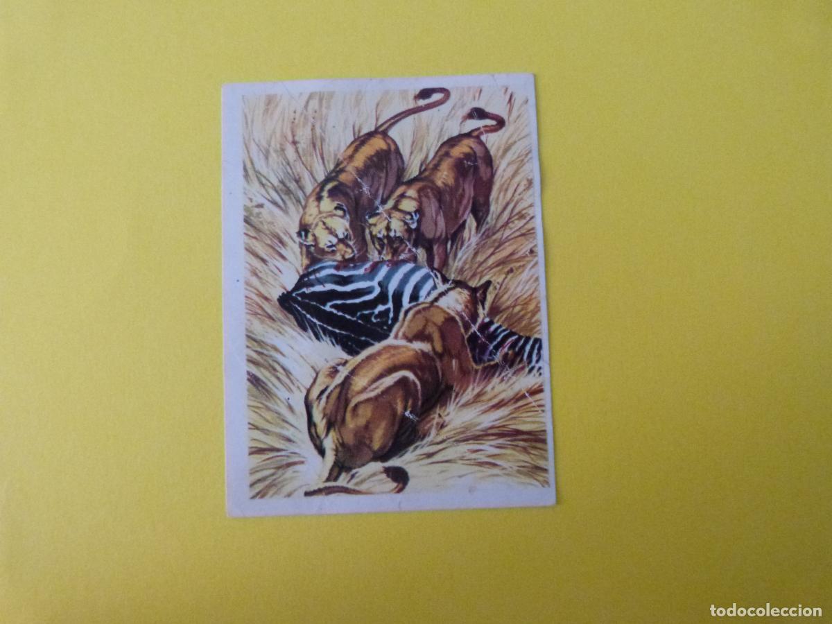 Coleccionismo cromos antiguos: CROMO CAZA MAYOR DESPEGADO N&ordm; 53 A&Ntilde;O 1962 ALBUM CAZA MAYOR CHOCOLATES KITIN NOGUEROLES
