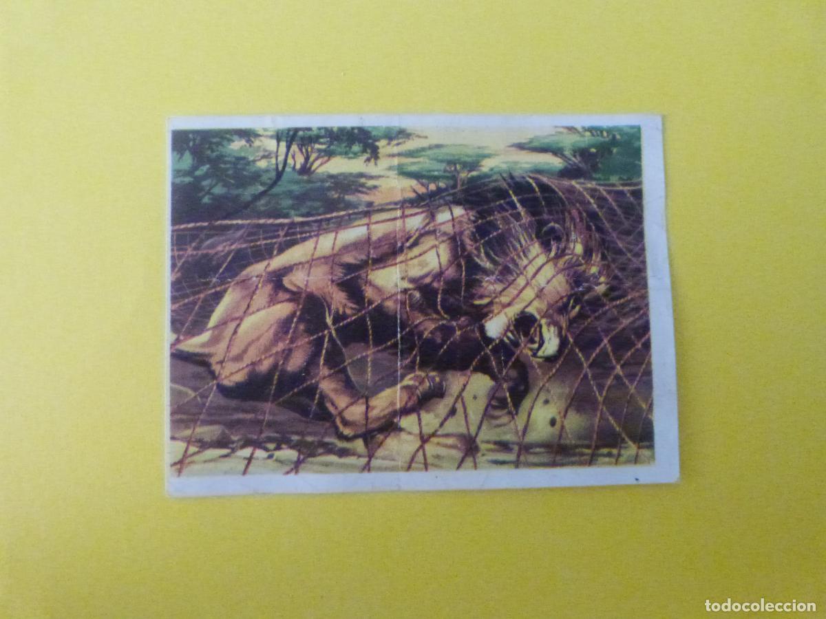 Coleccionismo cromos antiguos: CROMO CAZA MAYOR DESPEGADO N&ordm; 55 A&Ntilde;O 1962 ALBUM CAZA MAYOR CHOCOLATES KITIN NOGUEROLES