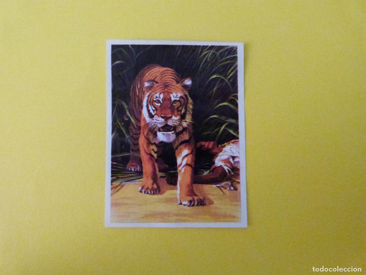 Coleccionismo cromos antiguos: CROMO CAZA MAYOR DESPEGADO N&ordm; 75 A&Ntilde;O 1962 ALBUM CAZA MAYOR CHOCOLATES KITIN NOGUEROLES