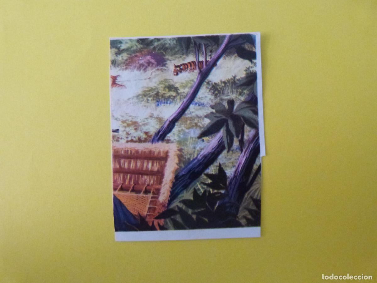 Coleccionismo cromos antiguos: CROMO CAZA MAYOR DESPEGADO N&ordm; 78 A&Ntilde;O 1962 ALBUM CAZA MAYOR CHOCOLATES KITIN NOGUEROLES