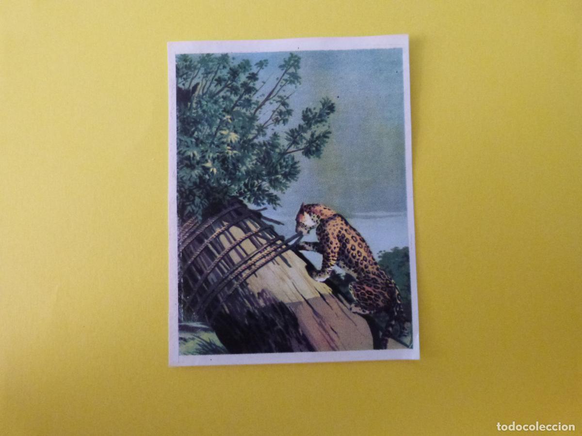 Coleccionismo cromos antiguos: CROMO CAZA MAYOR DESPEGADO N&ordm; 88 A&Ntilde;O 1962 ALBUM CAZA MAYOR CHOCOLATES KITIN NOGUEROLES