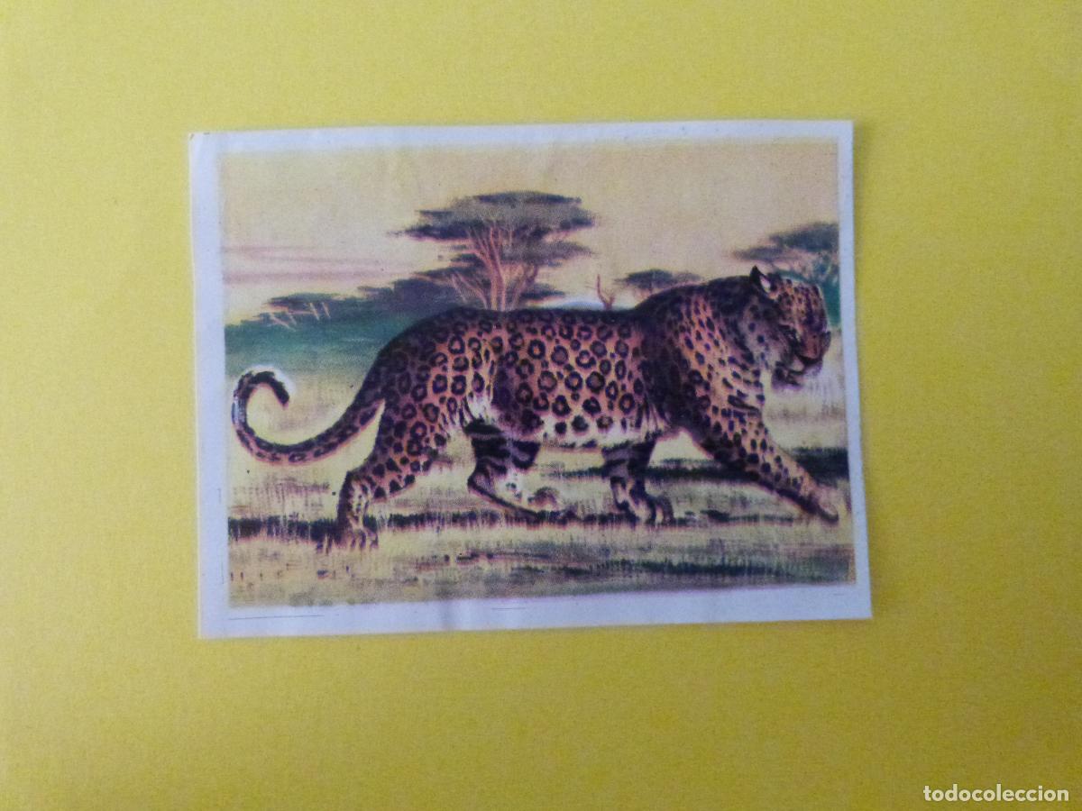 Coleccionismo cromos antiguos: CROMO CAZA MAYOR DESPEGADO N&ordm; 93 A&Ntilde;O 1962 ALBUM CAZA MAYOR CHOCOLATES KITIN NOGUEROLES