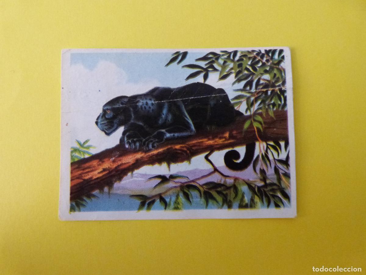 Coleccionismo cromos antiguos: CROMO CAZA MAYOR DESPEGADO N&ordm; 102 A&Ntilde;O 1962 ALBUM CAZA MAYOR CHOCOLATES KITIN NOGUEROLES