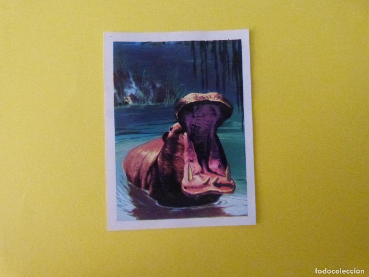 Coleccionismo cromos antiguos: CROMO CAZA MAYOR DESPEGADO N&ordm; 105 A&Ntilde;O 1962 ALBUM CAZA MAYOR CHOCOLATES KITIN NOGUEROLES
