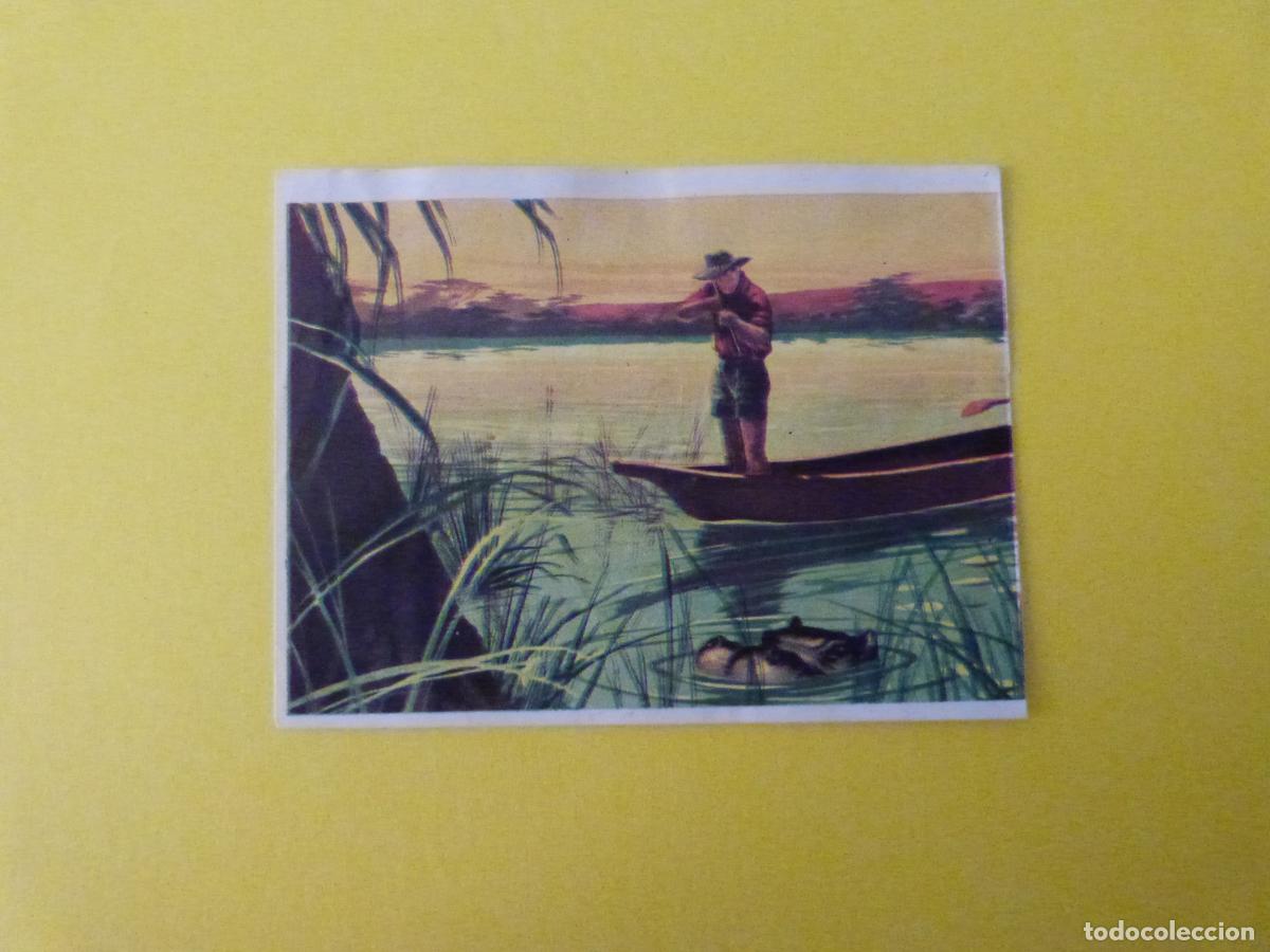 Coleccionismo cromos antiguos: CROMO CAZA MAYOR DESPEGADO N&ordm; 110 A&Ntilde;O 1962 ALBUM CAZA MAYOR CHOCOLATES KITIN NOGUEROLES