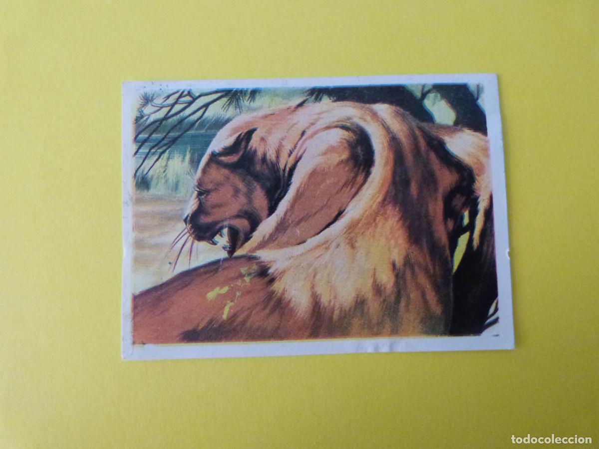 Coleccionismo cromos antiguos: CROMO CAZA MAYOR DESPEGADO N&ordm; 119 A&Ntilde;O 1962 ALBUM CAZA MAYOR CHOCOLATES KITIN NOGUEROLES