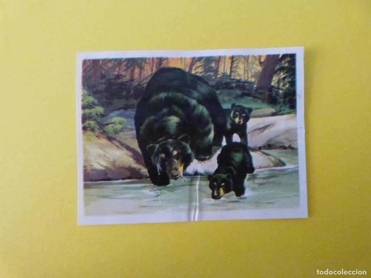 Coleccionismo cromos antiguos: CROMO CAZA MAYOR DESPEGADO N&ordm; 125 A&Ntilde;O 1962 ALBUM CAZA MAYOR CHOCOLATES KITIN NOGUEROLES