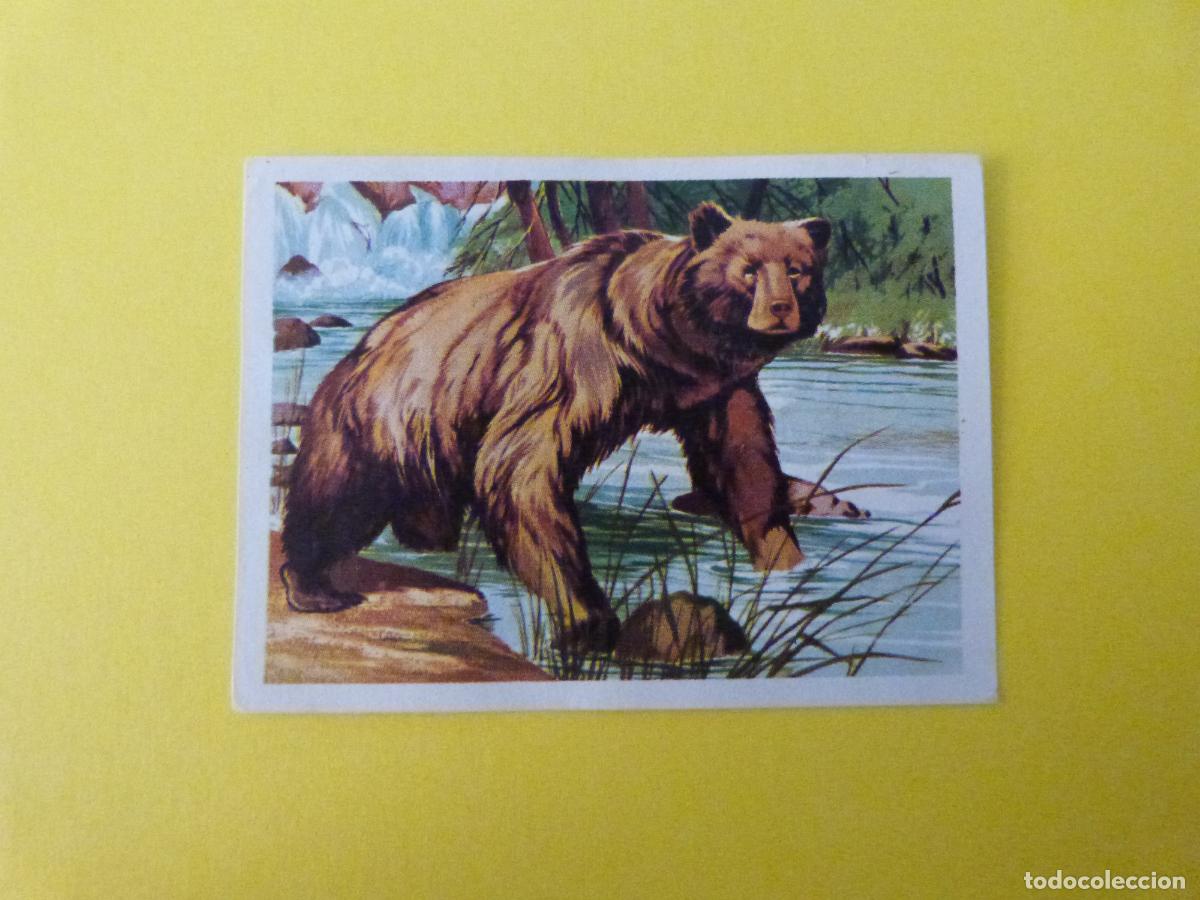 Coleccionismo cromos antiguos: CROMO CAZA MAYOR DESPEGADO N&ordm; 127 A&Ntilde;O 1962 ALBUM CAZA MAYOR CHOCOLATES KITIN NOGUEROLES