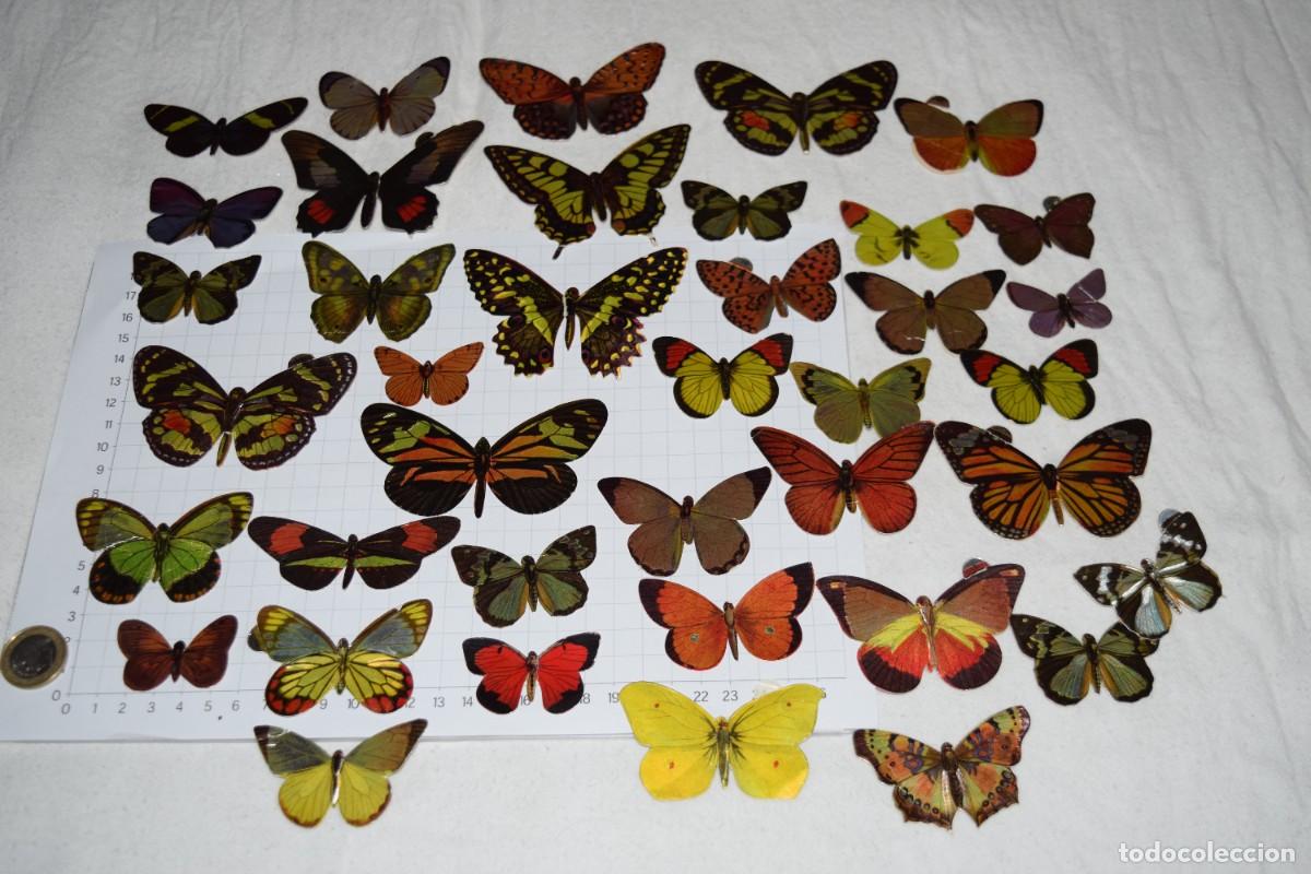Sammeln alte Sammelbilder: Lote de PANRICO / LAS CIEN MARIPOSAS MAS BELLAS DEL MUNDO, originales, 39 Unidades - &iexcl;Mira fotos!