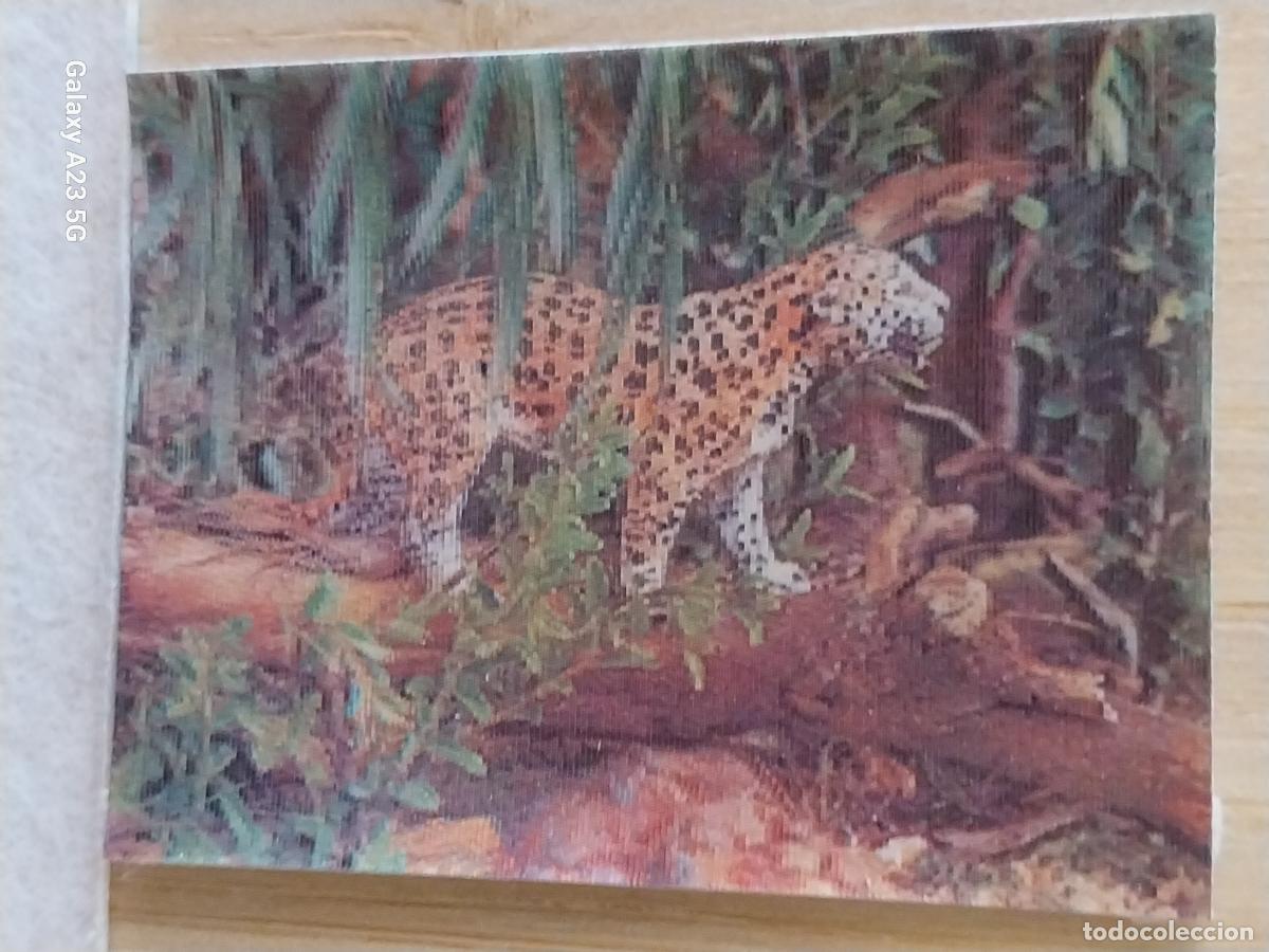 Coleccionismo cromos antiguos: PANRICO LEOPARDO CROMO 24 LENTICULAR ORIGINAL PROMO PASTELITOS A&Ntilde;OS 70