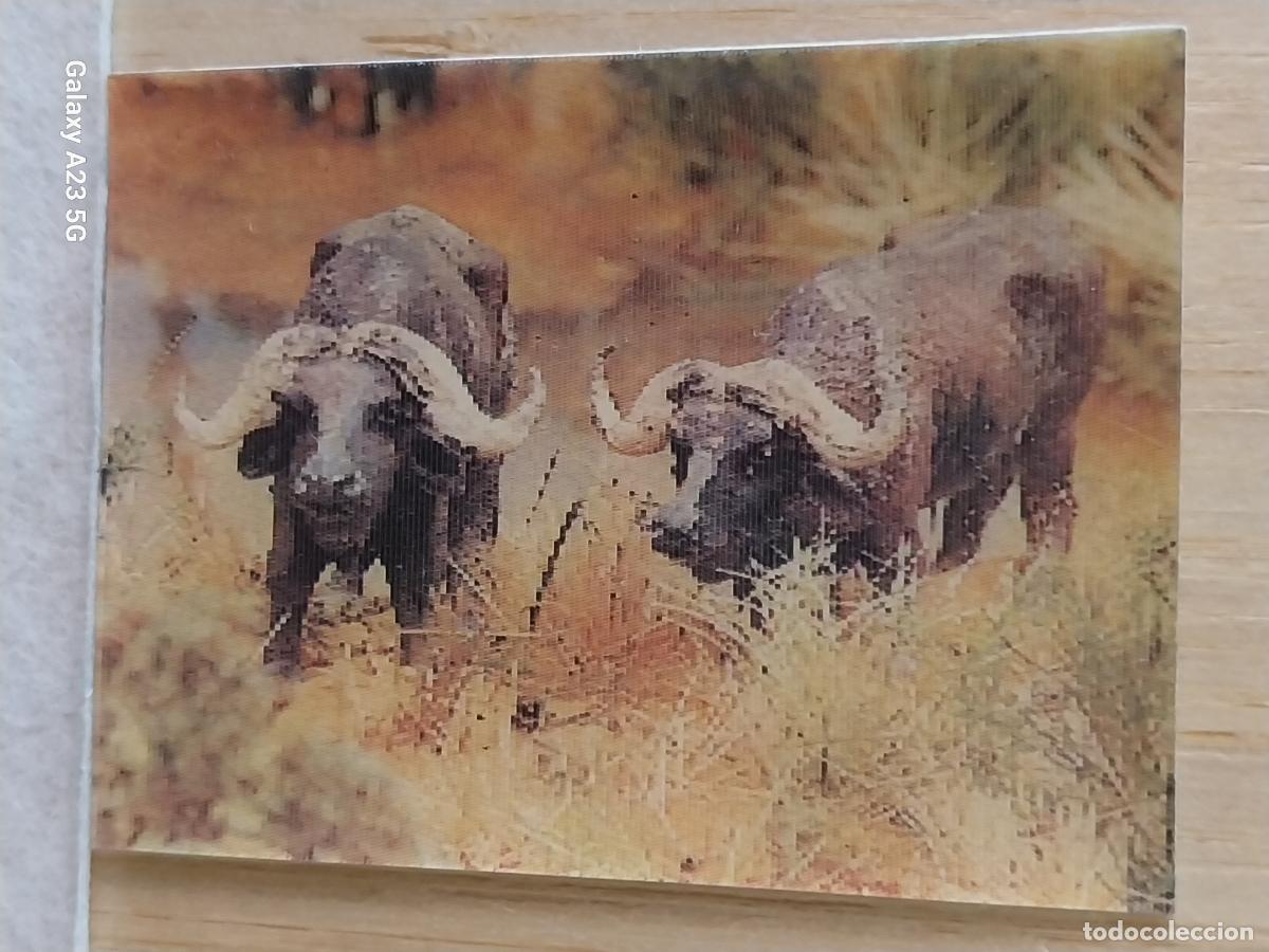 Coleccionismo cromos antiguos: PANRICO BUFALO AFRICANO CROMO 16 LENTICULAR ORIGINAL PROMO PASTELITOS A&Ntilde;OS 70