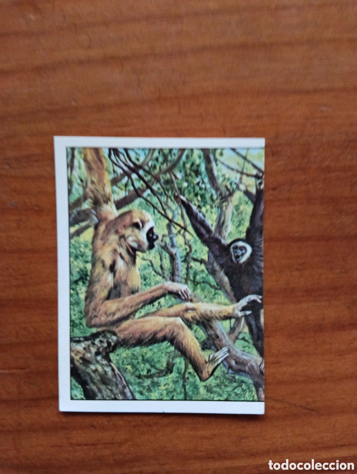Coleccionismo cromos antiguos: cromo Panini Mam&iacute;feros 238
