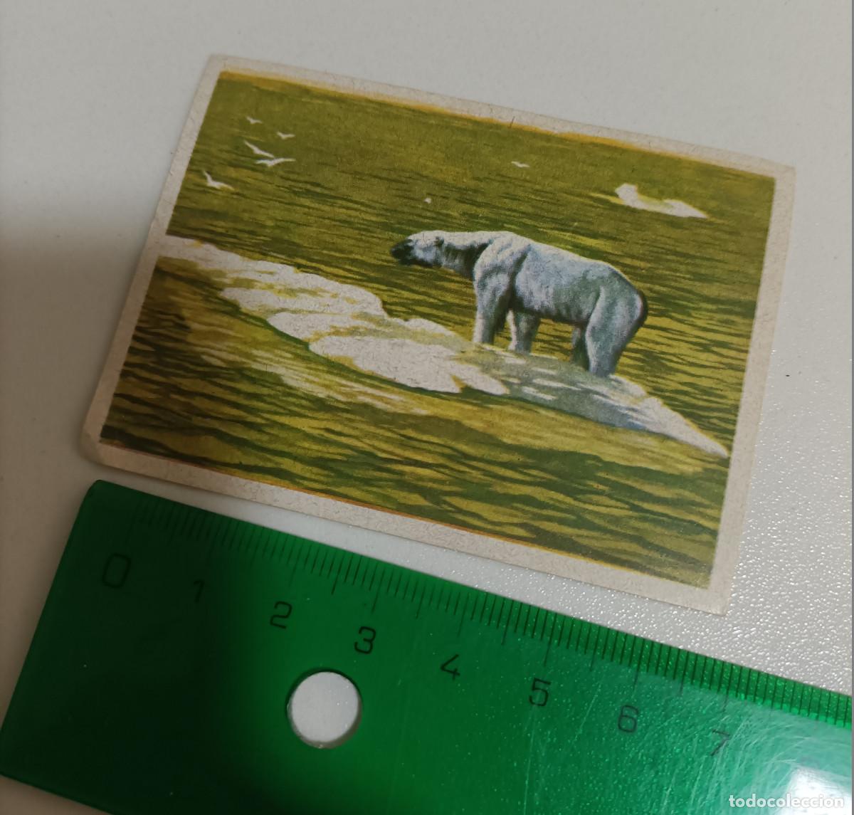 Coleccionismo cromos antiguos: pegatina CROMO ALBUM SECRETOS DEL MAR CHOCOLATES JOLONCH agramunt 82 oso polar animal