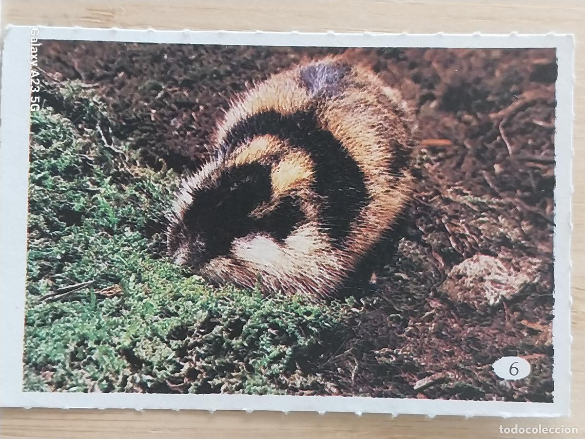 Coleccionismo cromos antiguos: TELE INDISCRETA AL LADO DE LOS ANIMALES A&Ntilde;O 1985 CROMO 6 SIN PEGAR NUNCA