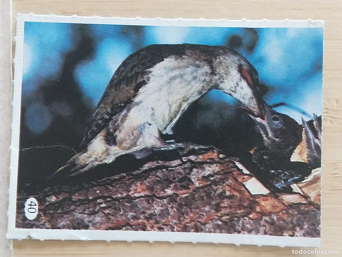 Coleccionismo cromos antiguos: TELE INDISCRETA AL LADO DE LOS ANIMALES A&Ntilde;O 1985 CROMO 40 SIN PEGAR NUNCA