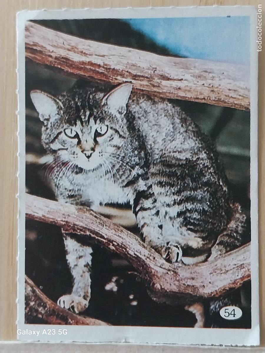 Coleccionismo cromos antiguos: TELE INDISCRETA AL LADO DE LOS ANIMALES A&Ntilde;O 1985 CROMO 54 SIN PEGAR NUNCA