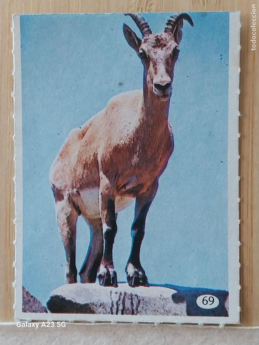 Coleccionismo cromos antiguos: TELE INDISCRETA AL LADO DE LOS ANIMALES A&Ntilde;O 1985 CROMO 69 SIN PEGAR NUNCA