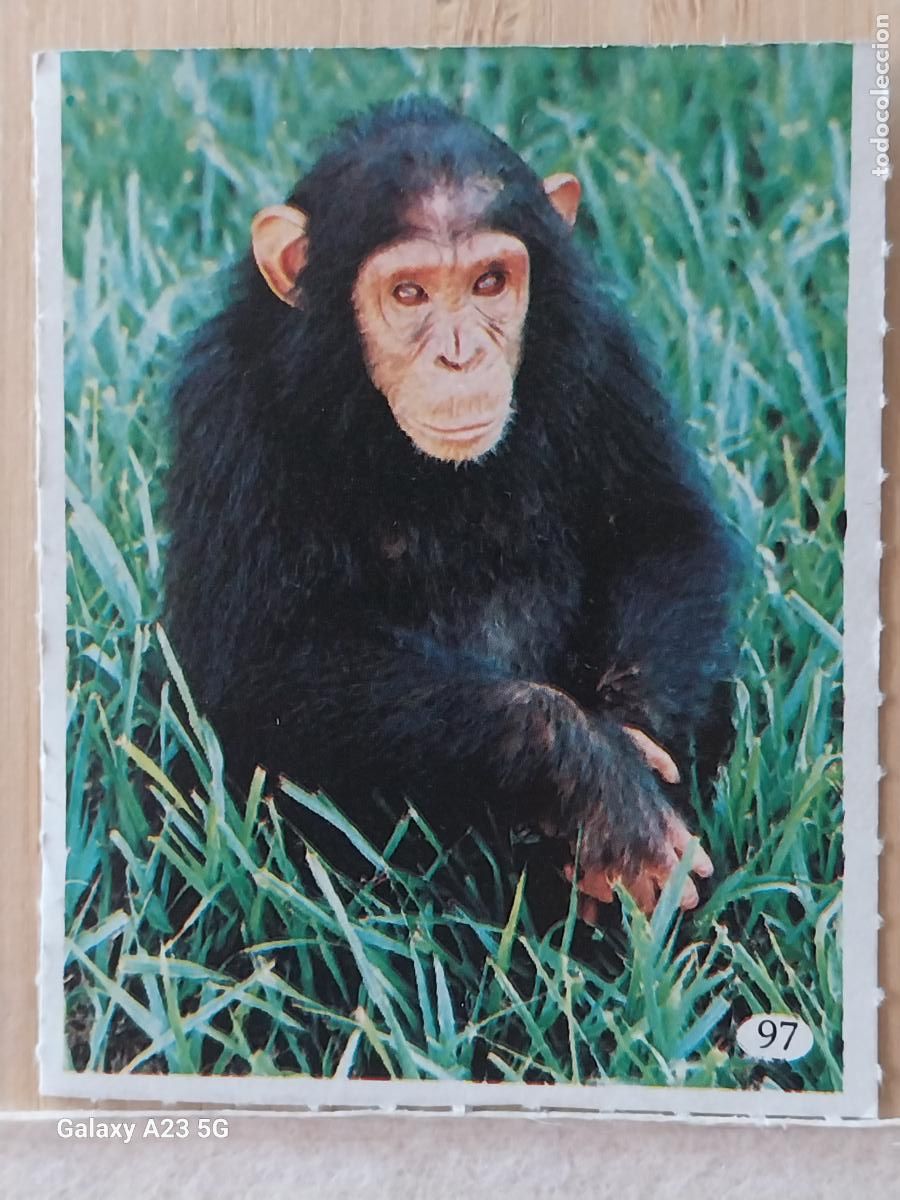 Coleccionismo cromos antiguos: TELE INDISCRETA AL LADO DE LOS ANIMALES A&Ntilde;O 1985 CROMO 97 CHIMPANCE SIN PEGAR NUNCA