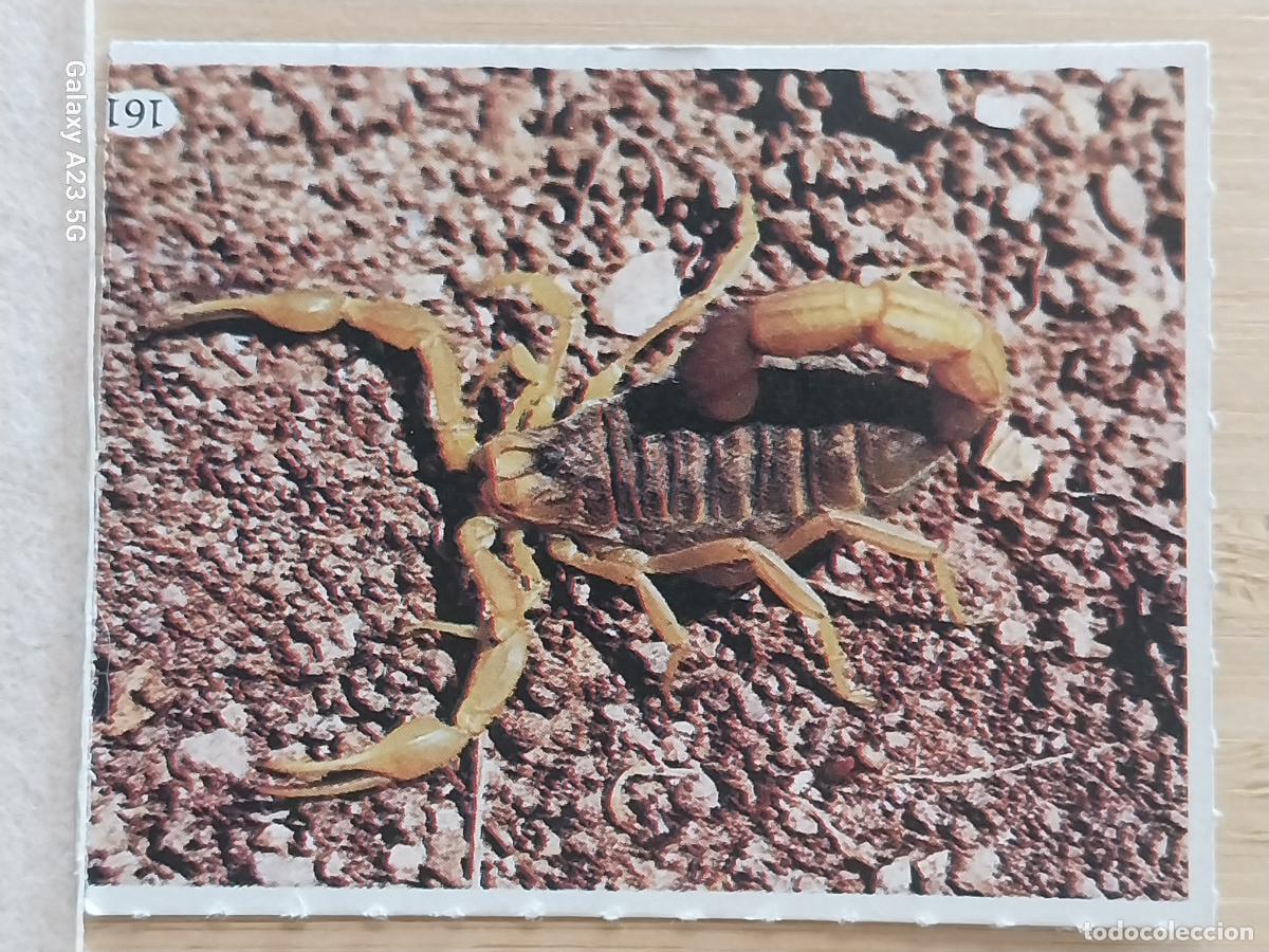 Coleccionismo cromos antiguos: TELE INDISCRETA AL LADO DE LOS ANIMALES A&Ntilde;O 1985 CROMO 161 ESCORPION ALACRAN SIN PEGAR NUNCA