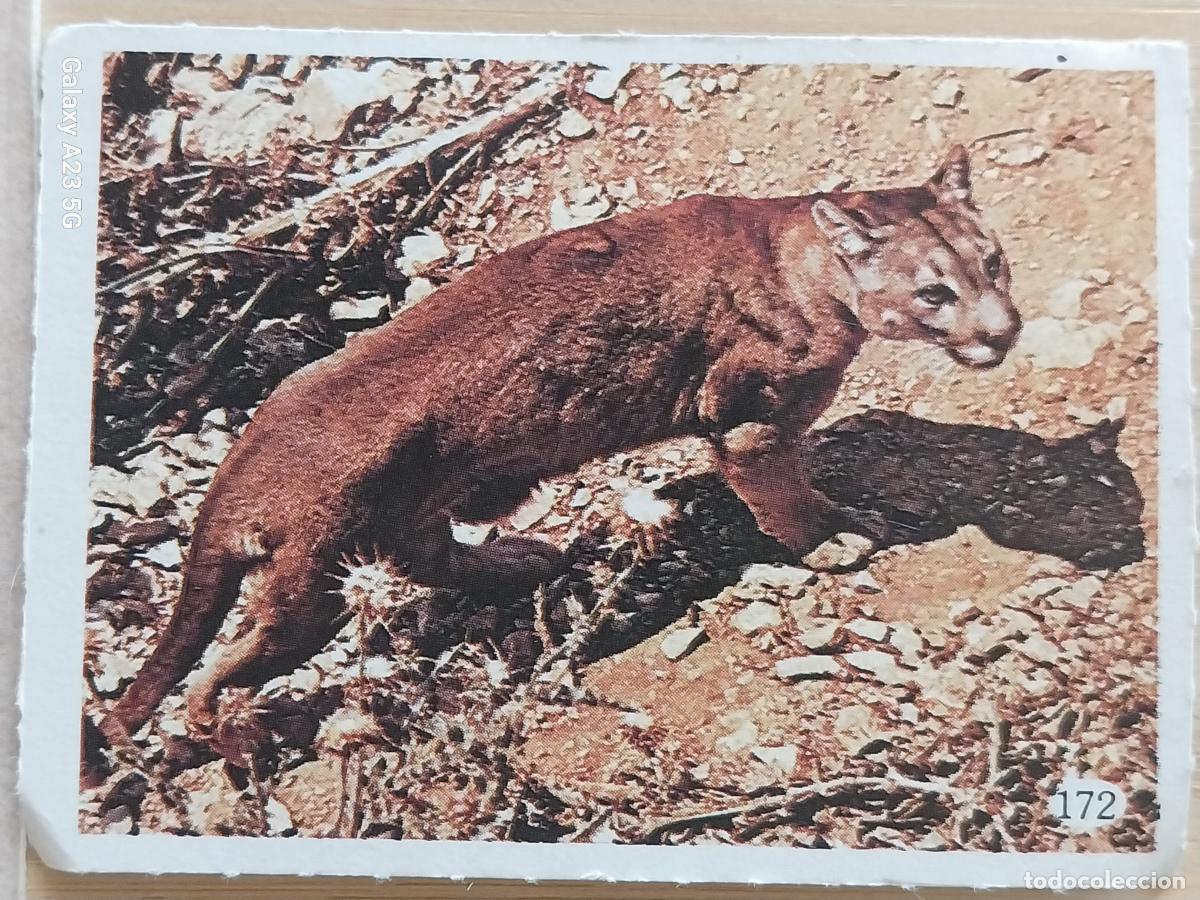Coleccionismo cromos antiguos: TELE INDISCRETA AL LADO DE LOS ANIMALES A&Ntilde;O 1985 CROMO 172 SIN PEGAR NUNCA
