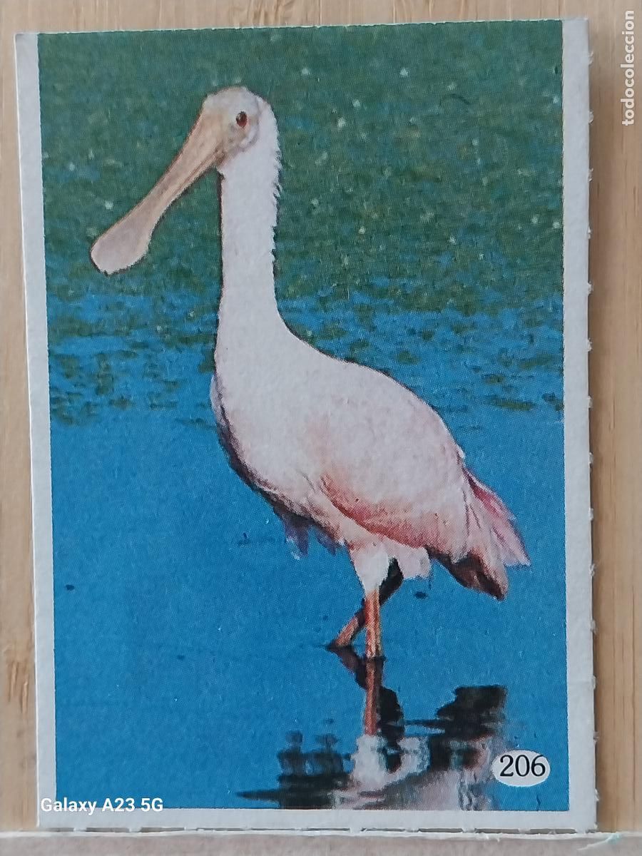 Coleccionismo cromos antiguos: TELE INDISCRETA AL LADO DE LOS ANIMALES A&Ntilde;O 1985 CROMO 206 SIN PEGAR NUNCA