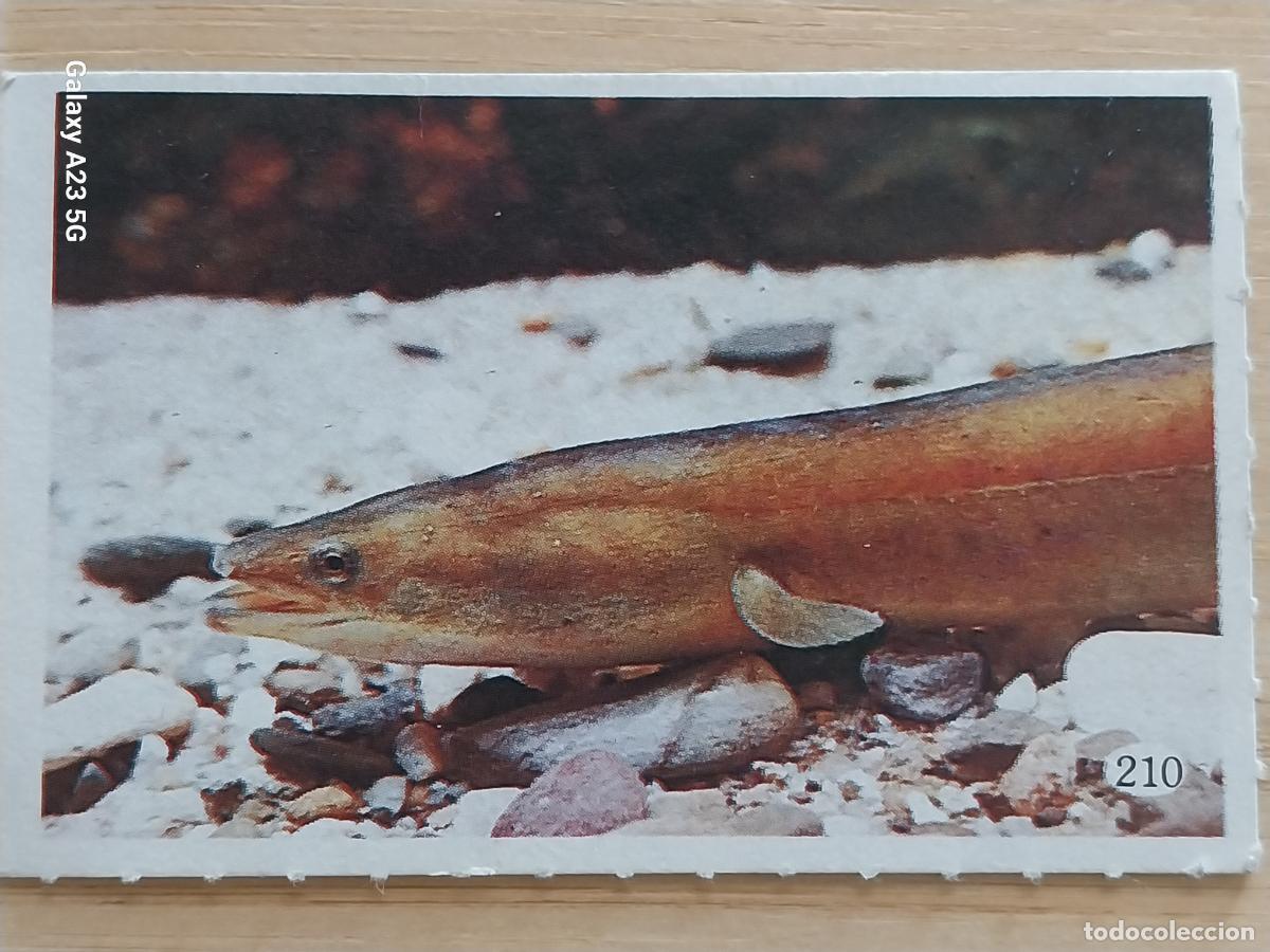 Coleccionismo cromos antiguos: TELE INDISCRETA AL LADO DE LOS ANIMALES A&Ntilde;O 1985 CROMO 210 SIN PEGAR NUNCA