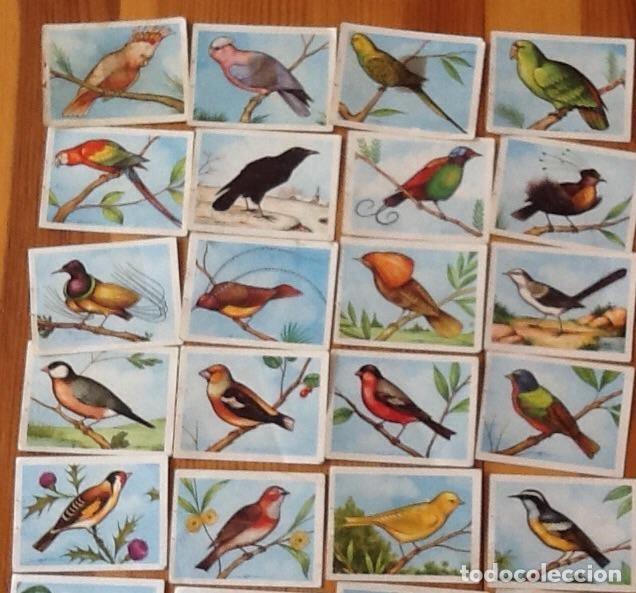 Coleccionismo cromos antiguos: Un cromo el mundo de las aves
