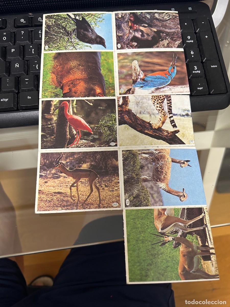 Coleccionismo cromos antiguos: indiscreta 9 cromos nuevos