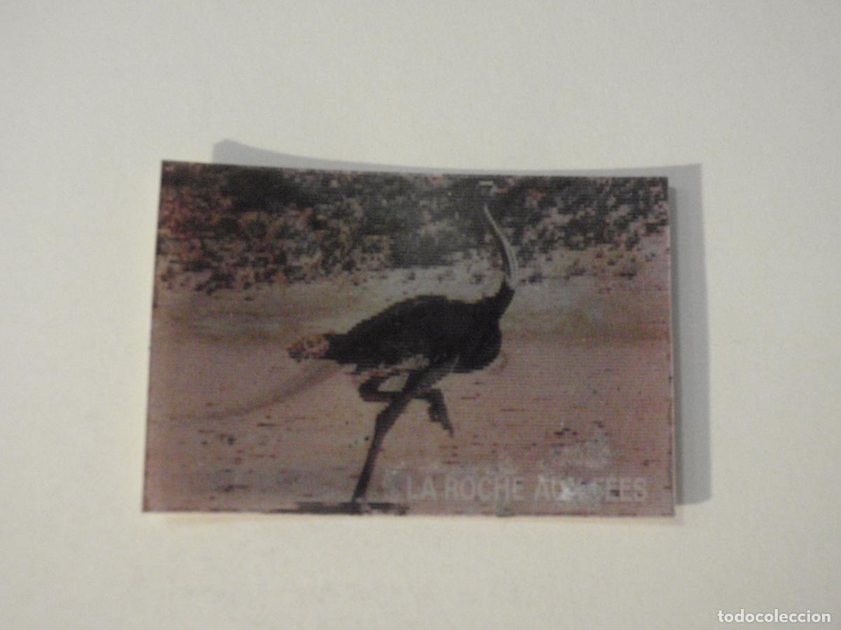 Coleccionismo cromos antiguos: Cromo lenticular 11 ORNITHOMIMUS / AVESTRUZ - Los animales prehist&oacute;ricos y los de hoy en d&iacute;a 1976