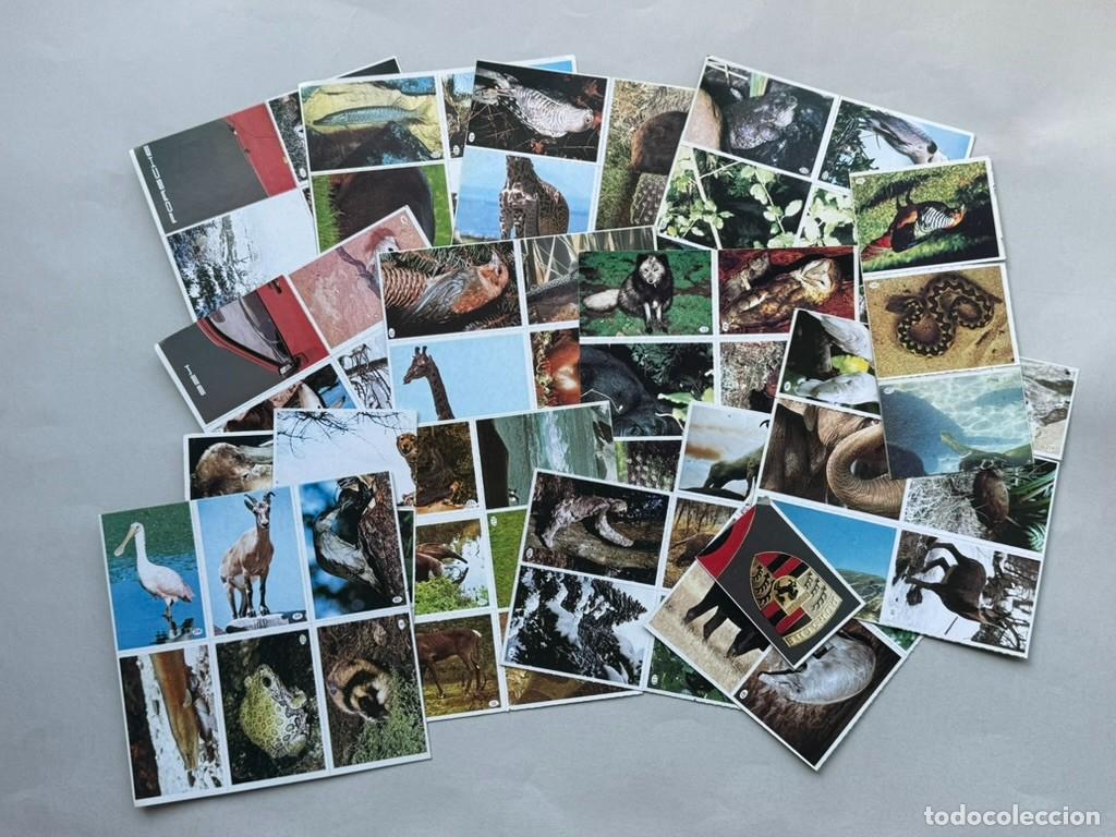 Coleccionismo cromos antiguos: Lote de cromos animales. Tele Indiscreta. Varias series.