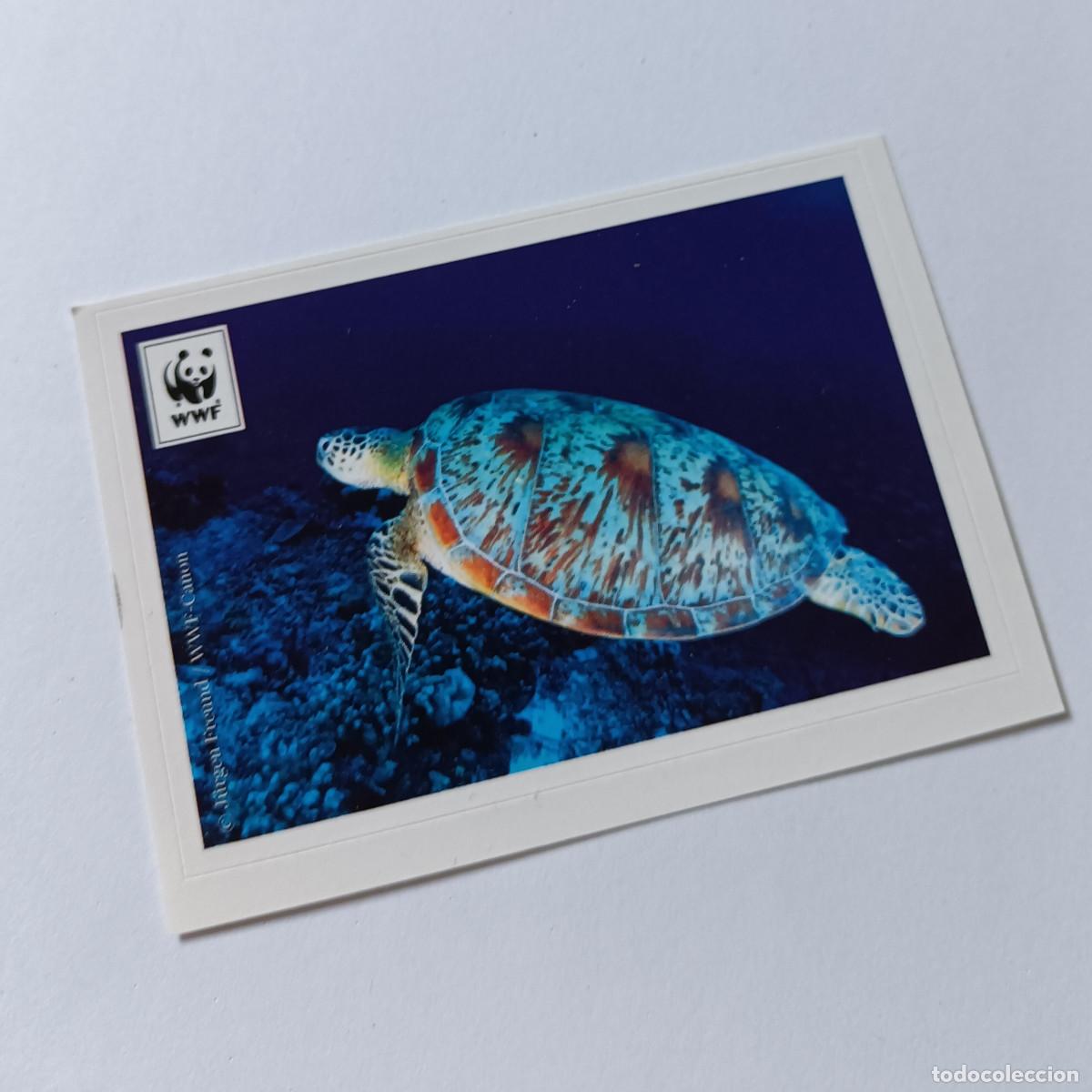 Coleccionismo cromos antiguos: cromos antiguo panini animals animal wwf animal sudamerica 135 tortuga verde