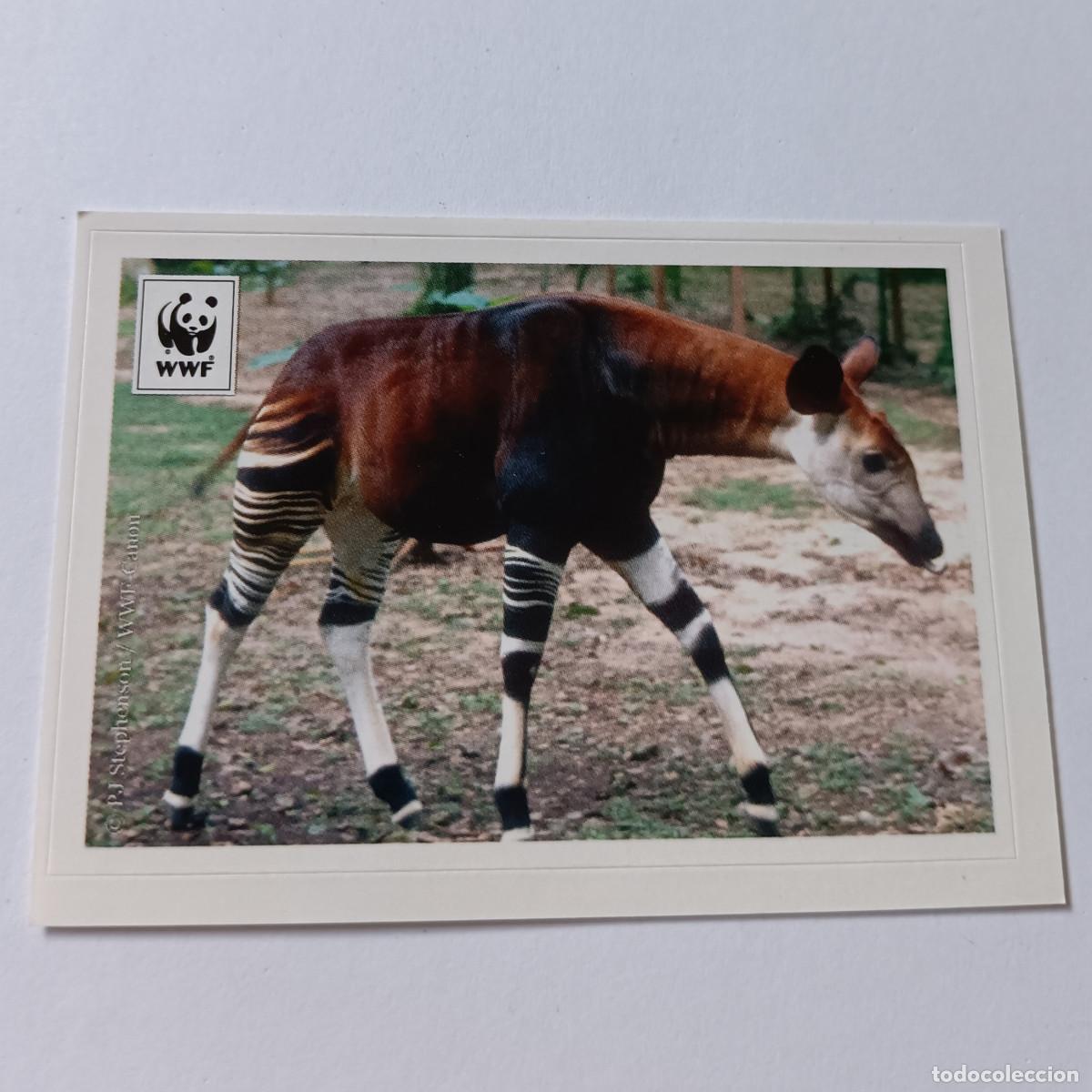Coleccionismo cromos antiguos: cromos antiguo panini animals animal wwf animal africa okapi 059 59