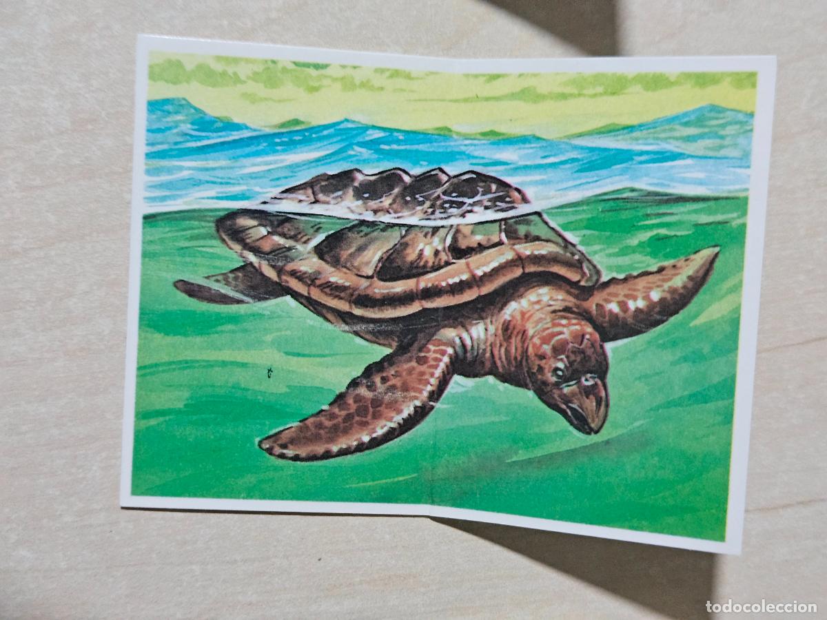 Coleccionismo cromos antiguos: PEGATINA 27 ARCHELON LOS AUT&Eacute;NTICOS CROMOS DE LOS DINOSAURIOS BOLLYCAO
