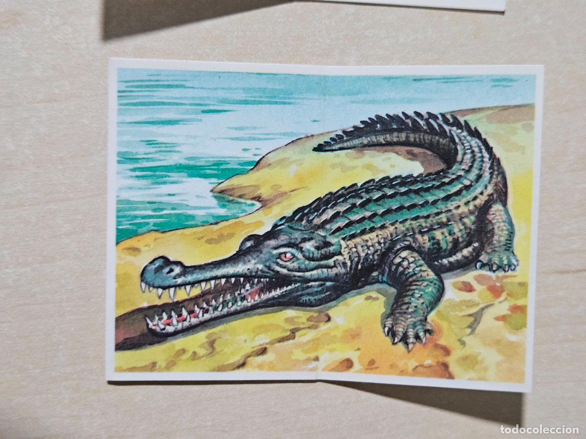 Coleccionismo cromos antiguos: PEGATINA 51 SARCOSUCHUS LOS AUT&Eacute;NTICOS CROMOS DE LOS DINOSAURIOS BOLLYCAO