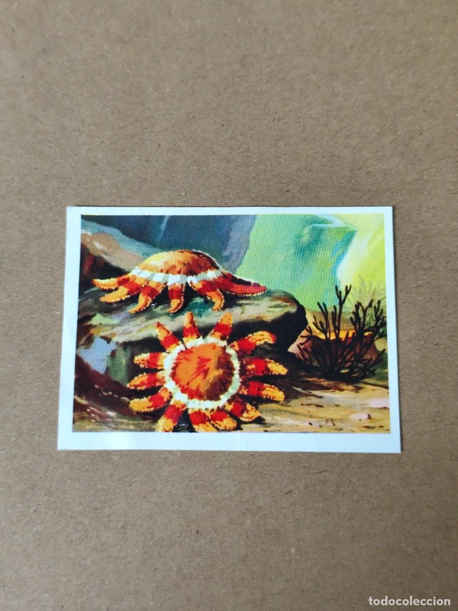 Coleccionismo cromos antiguos: Cromo Secretos del mar n&deg; 45 Chocolates Kitin - Nogueroles