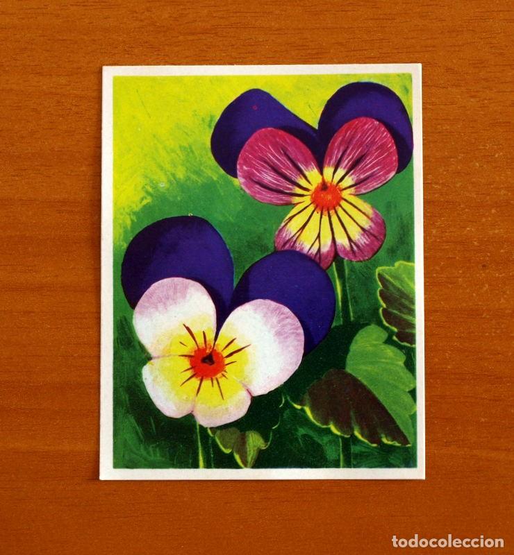 Coleccionismo cromos antiguos: La Naturaleza y el Hombre - Cromo N&ordm; 235 Viola Tricolor - Editorial Maga A&ntilde;o 1967 - Nunca Pegado