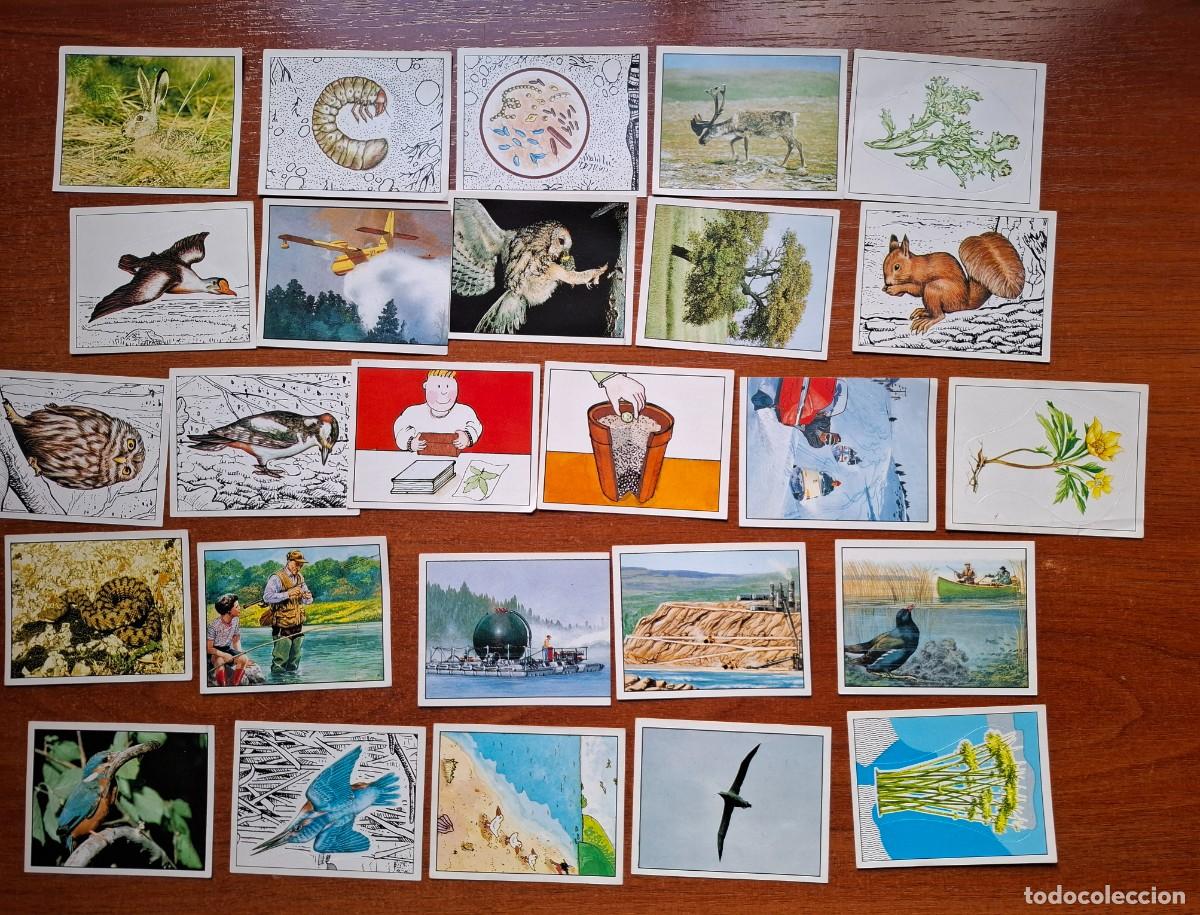 Collezionismo Figurine antiche: NATURALEZA EN PELIGRO. PANINI. 26 CROMOS DIFERENTES.