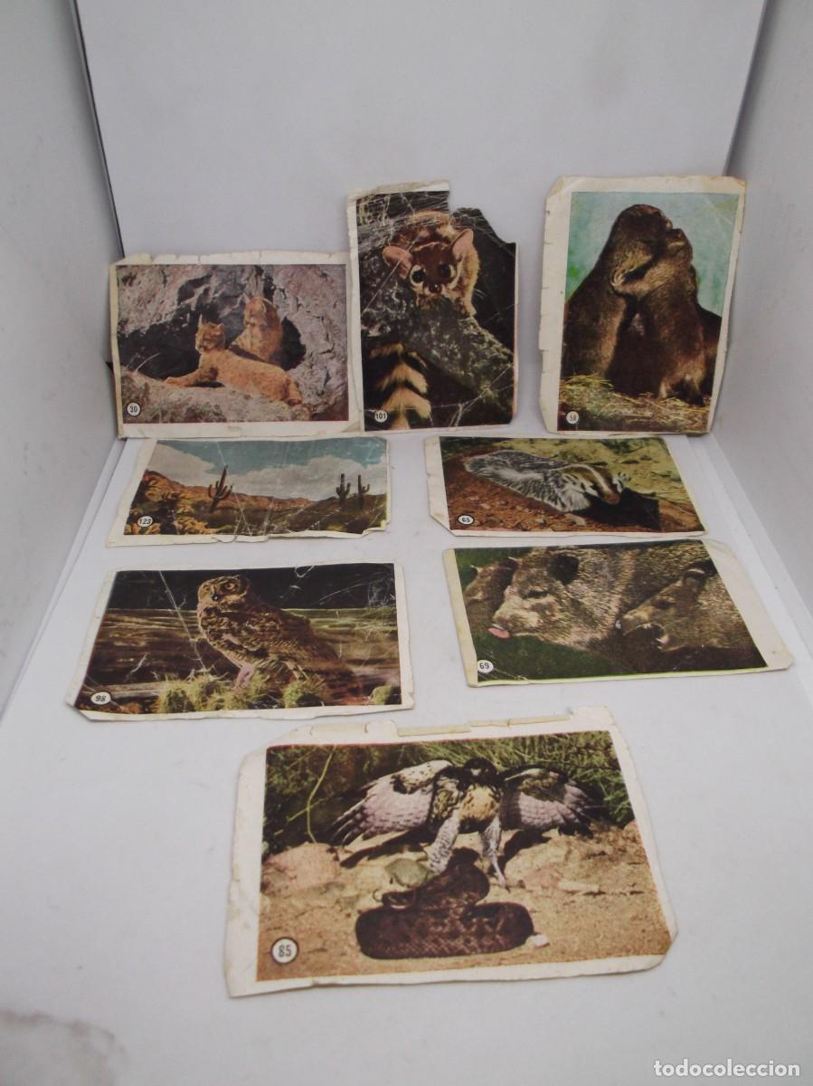 Coleccionismo cromos antiguos: Lote de 8 cromos diferentes El desierto viviente-La gran pradera