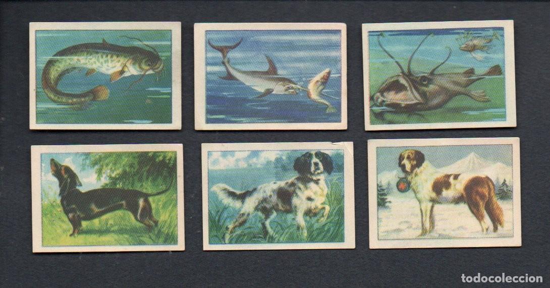 Coleccionismo cromos antiguos: ZOOLOGIA GRAFICA, SERIE 3 COMPLETA, A&Ntilde;OS 40 - OBSEQUIO CAJA DE AHORROS DE TARRASA. EDICIONES BARSAL