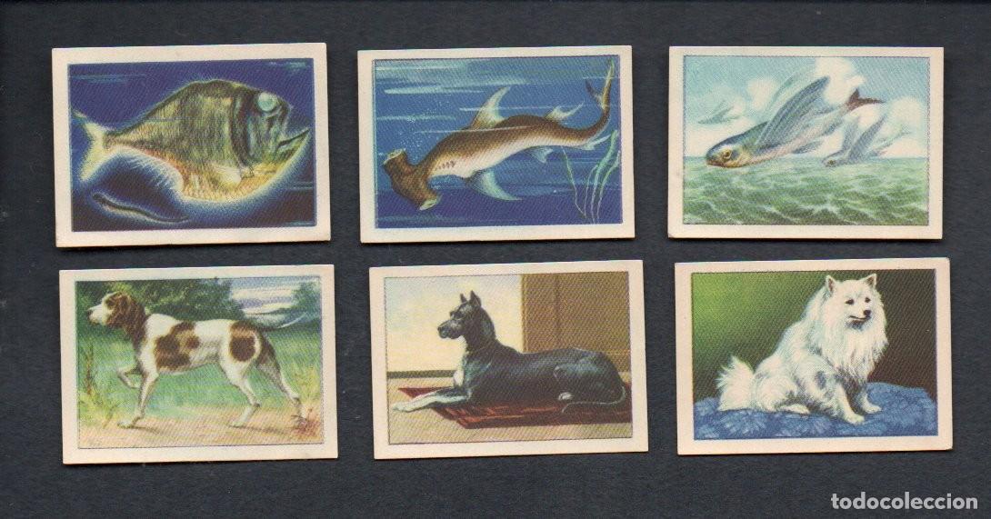 Coleccionismo cromos antiguos: ZOOLOGIA GRAFICA, SERIE 5 COMPLETA, A&Ntilde;OS 40 - OBSEQUIO CAJA DE AHORROS DE TARRASA. EDICIONES BARSAL