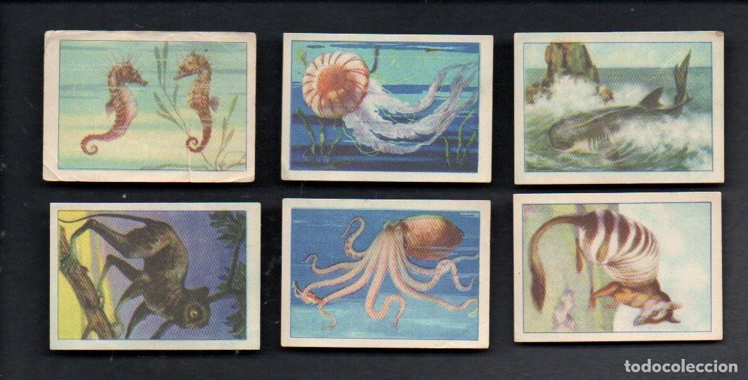 Coleccionismo cromos antiguos: ZOOLOGIA GRAFICA, SERIE 7 COMPLETA, A&Ntilde;OS 40 - OBSEQUIO CAJA DE AHORROS DE TARRASA. EDICIONES BARSAL