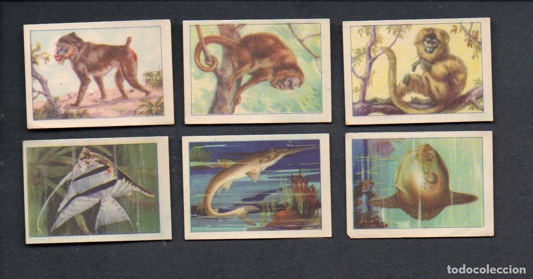 Coleccionismo cromos antiguos: ZOOLOGIA GRAFICA, SERIE 8 COMPLETA, A&Ntilde;OS 40 - OBSEQUIO CAJA DE AHORROS DE TARRASA. EDICIONES BARSAL