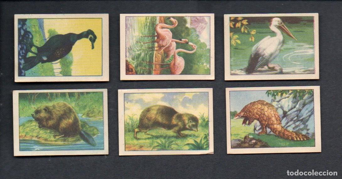 Coleccionismo cromos antiguos: ZOOLOGIA GRAFICA, SERIE 12 COMPLETA, A&Ntilde;OS 40 - OBSEQUIO CAJA DE AHORROS DE TARRASA. EDICIONES BARSAL