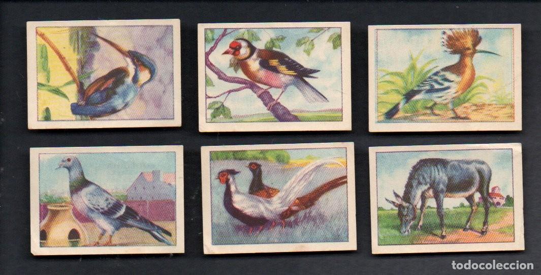 Coleccionismo cromos antiguos: ZOOLOGIA GRAFICA, SERIE 13 COMPLETA, A&Ntilde;OS 40 - OBSEQUIO CAJA DE AHORROS DE TARRASA. EDICIONES BARSAL