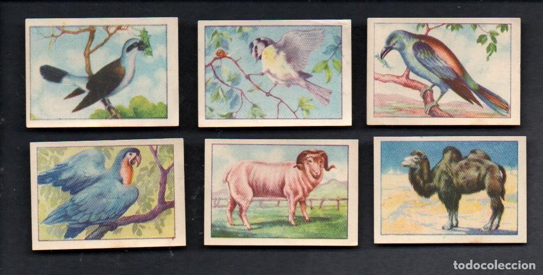 Coleccionismo cromos antiguos: ZOOLOGIA GRAFICA, SERIE 14 COMPLETA, A&Ntilde;OS 40 - OBSEQUIO CAJA DE AHORROS DE TARRASA. EDICIONES BARSAL