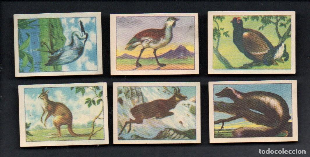 Coleccionismo cromos antiguos: ZOOLOGIA GRAFICA, SERIE 15 COMPLETA, A&Ntilde;OS 40 - OBSEQUIO CAJA DE AHORROS DE TARRASA. EDICIONES BARSAL