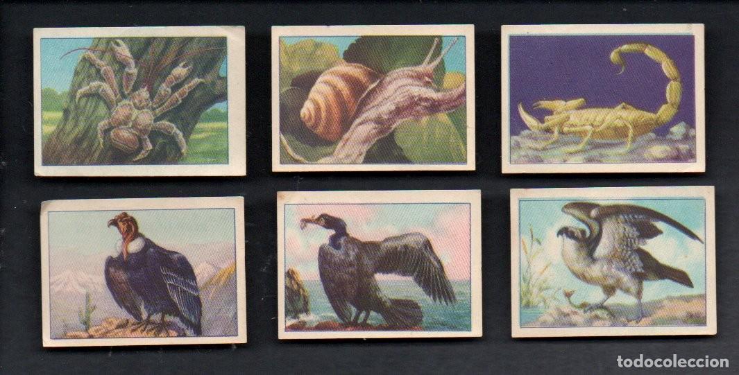 Coleccionismo cromos antiguos: ZOOLOGIA GRAFICA, SERIE 18 COMPLETA, A&Ntilde;OS 40 - OBSEQUIO CAJA DE AHORROS DE TARRASA. EDICIONES BARSAL